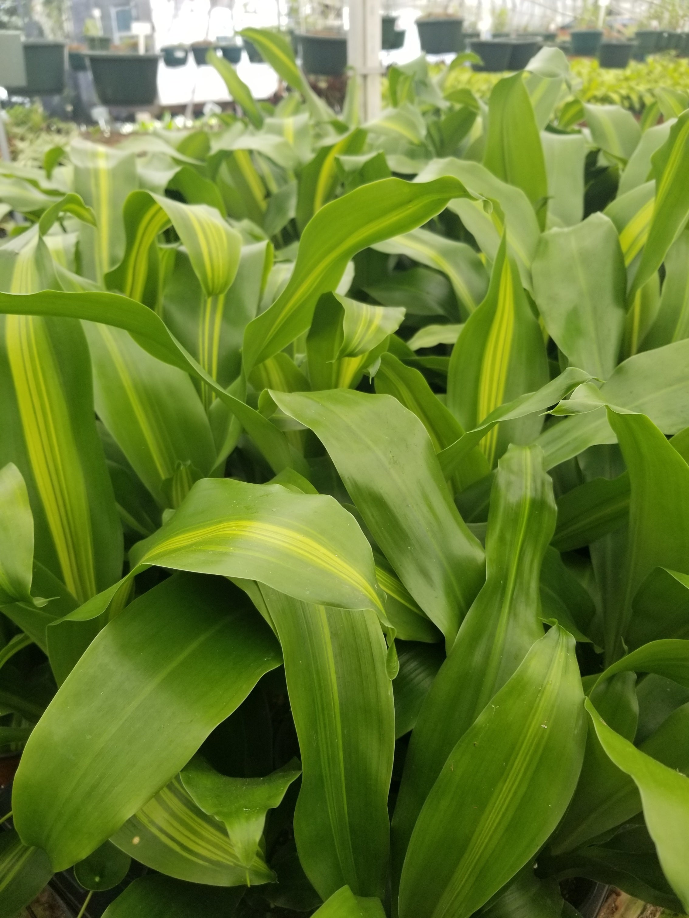 Dracaena 4 gene s greenhouses
